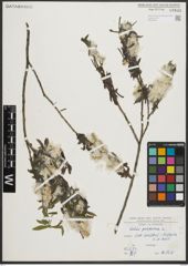 Foto von Salix purpurea L.